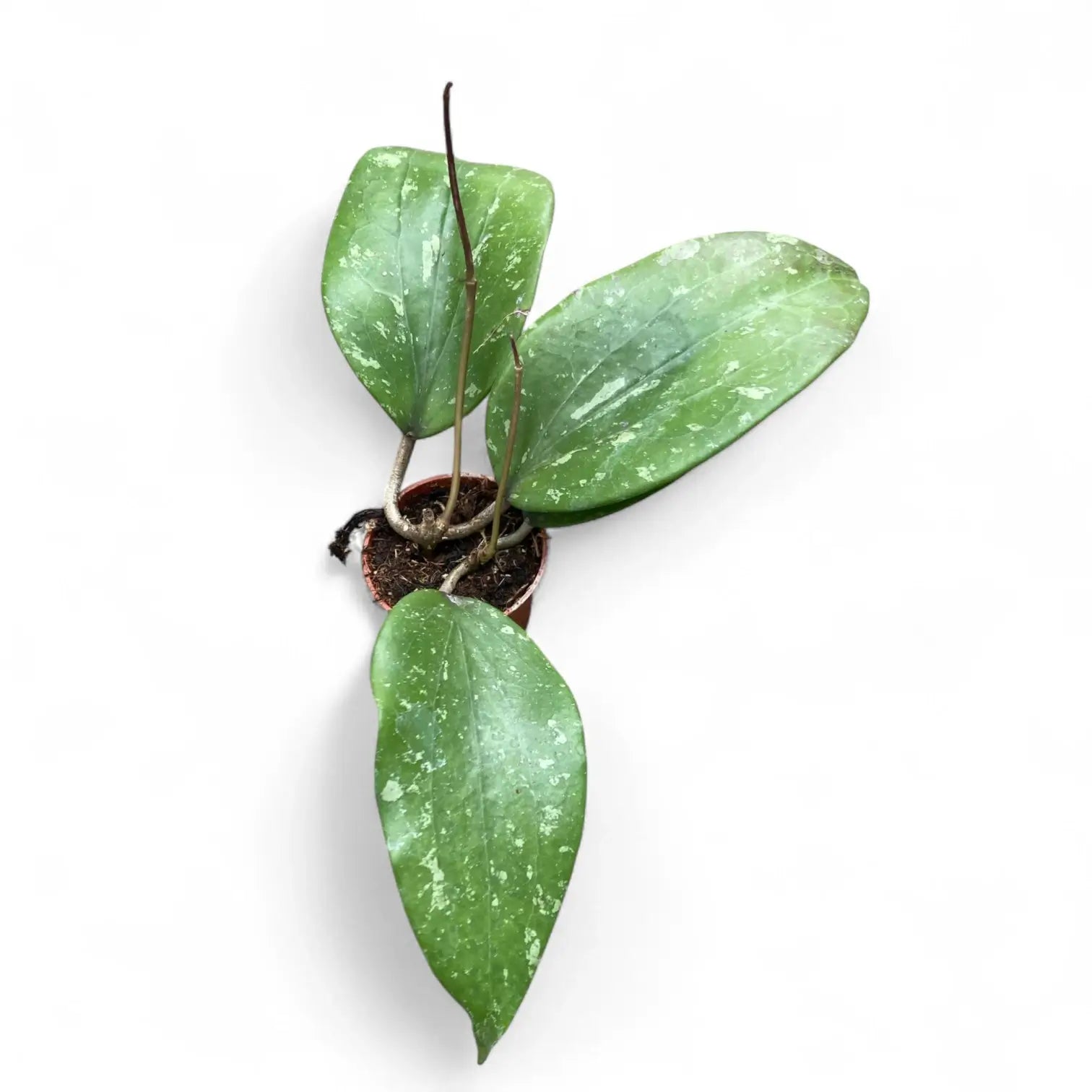 Hoya GFM-04 potted plant in nursery pot on white background.