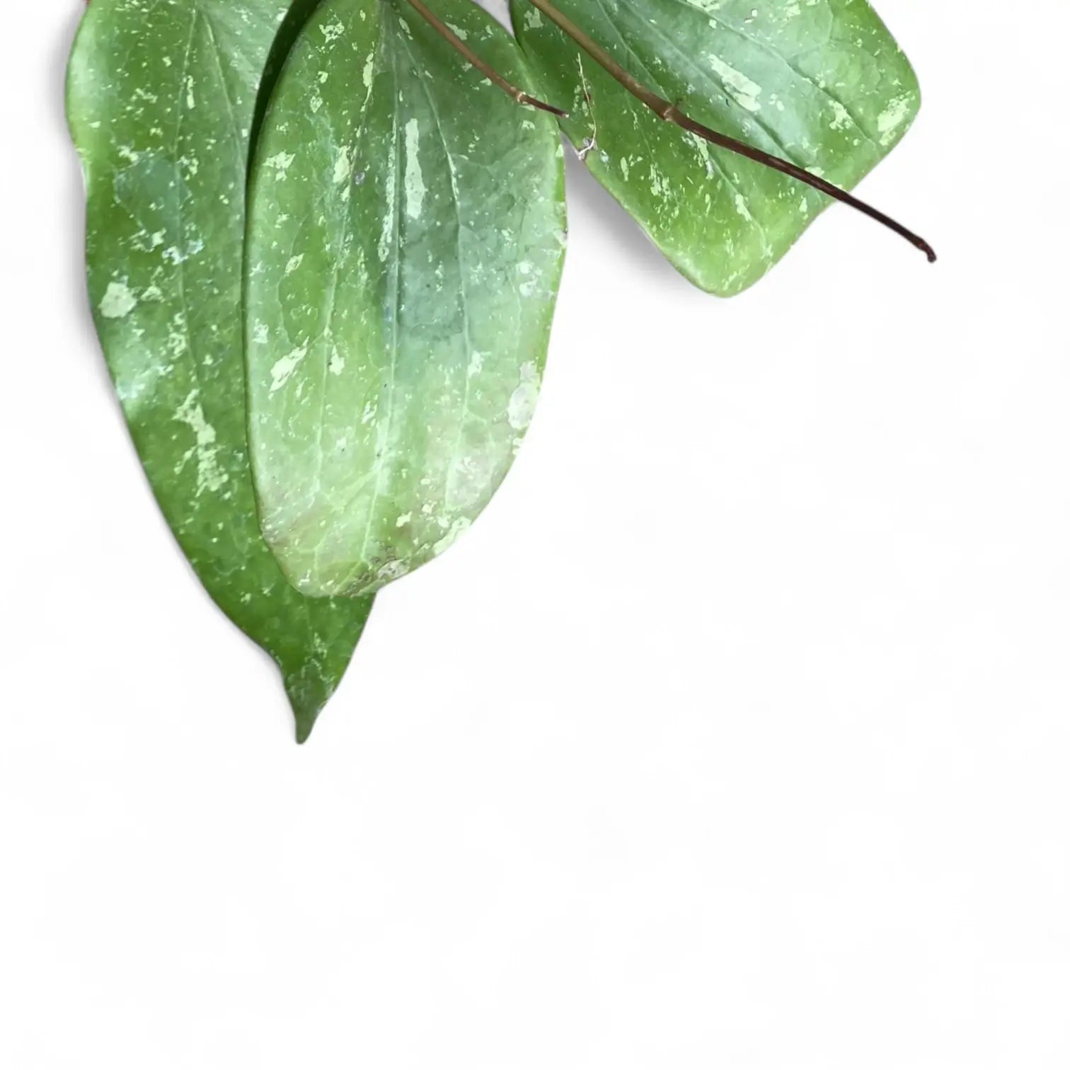 Hoya GFM-04 potted plant in nursery pot on white background.