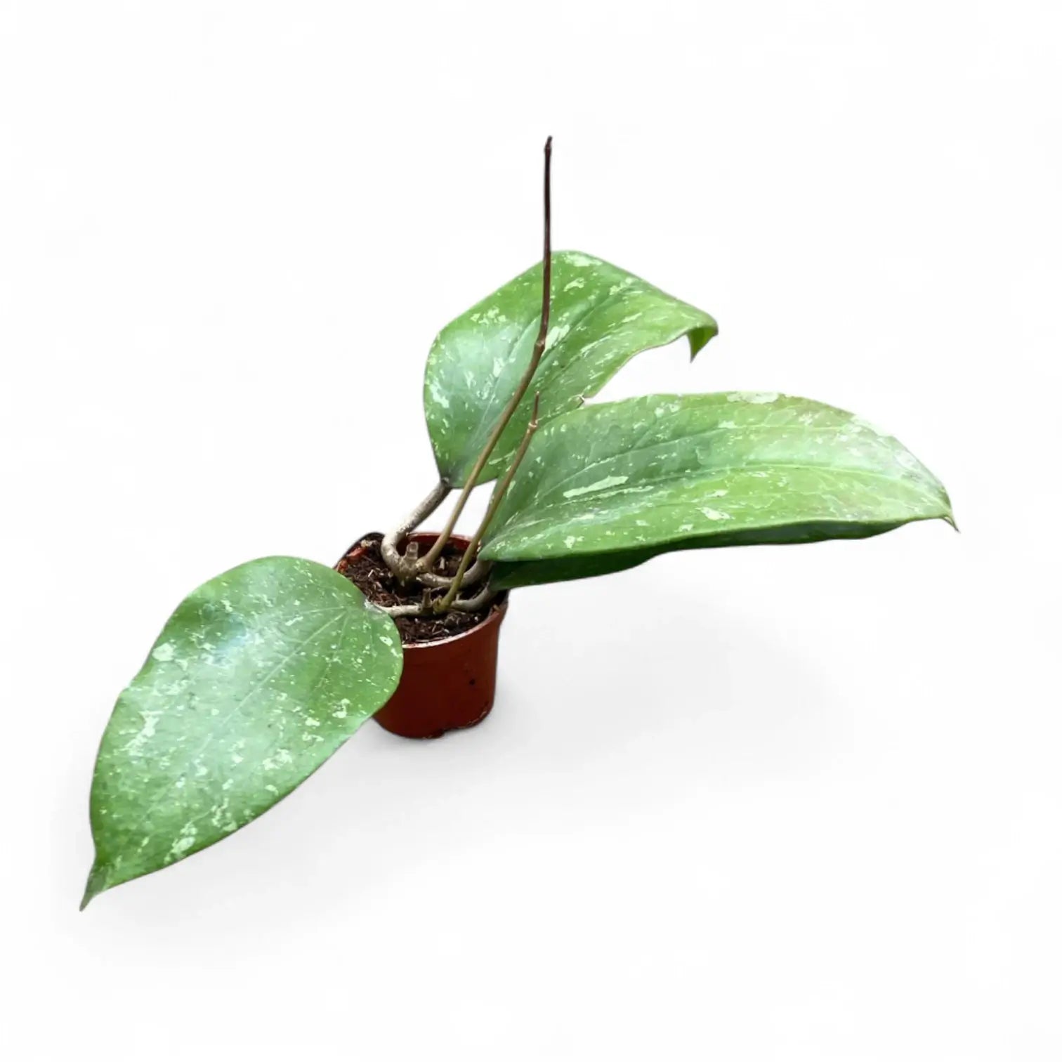 Hoya GFM-04 potted plant in nursery pot on white background.