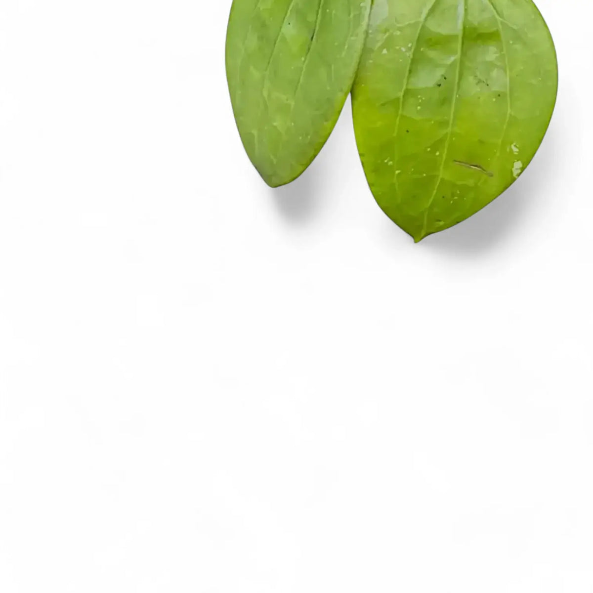 Hoya glabra 'Black Margin' – Black-Edged Leaf Form