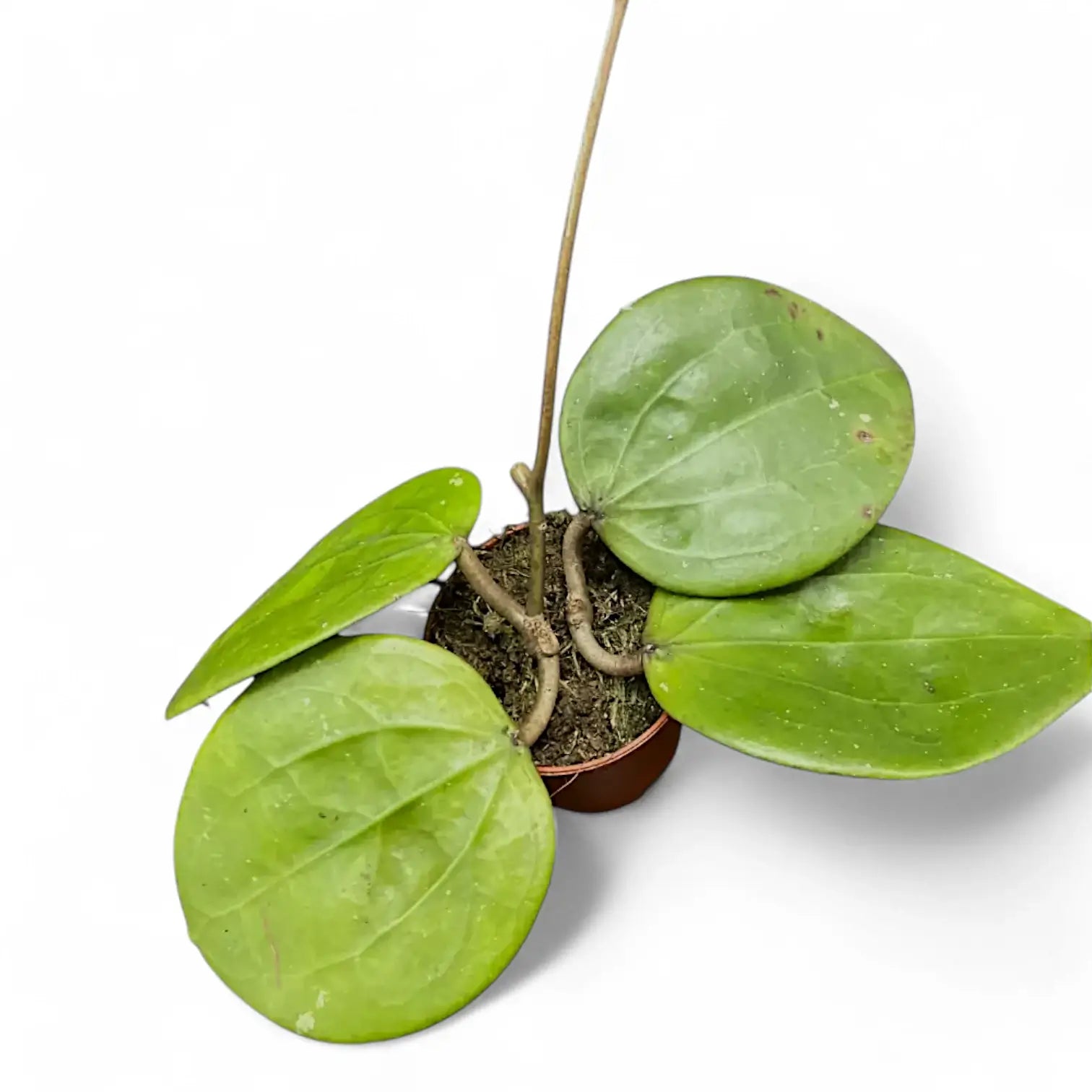 Hoya glabra 'Black Margin' – Black-Edged Leaf Form