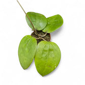 Hoya glabra 'Black Margin' Zimmerpflanze im Anzuchttopf vor weißem Hintergrund, Produktfoto 3.