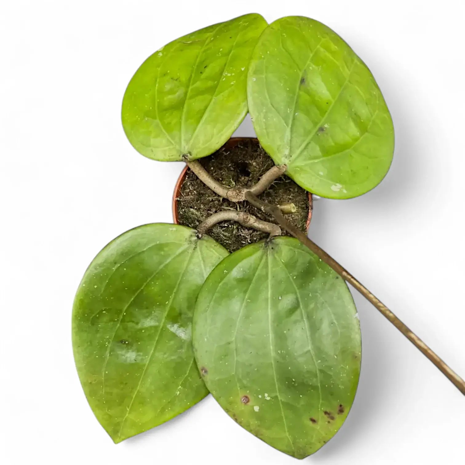 その他観葉植物 Hoya Glabra Alex その他観葉植物 Hoya Glabra Alex Hoya glabra - Etsy 日本