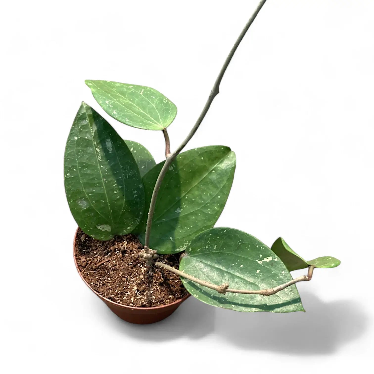 Hoya glabra 'Splash' – Silver-Speckled Glabra Clone