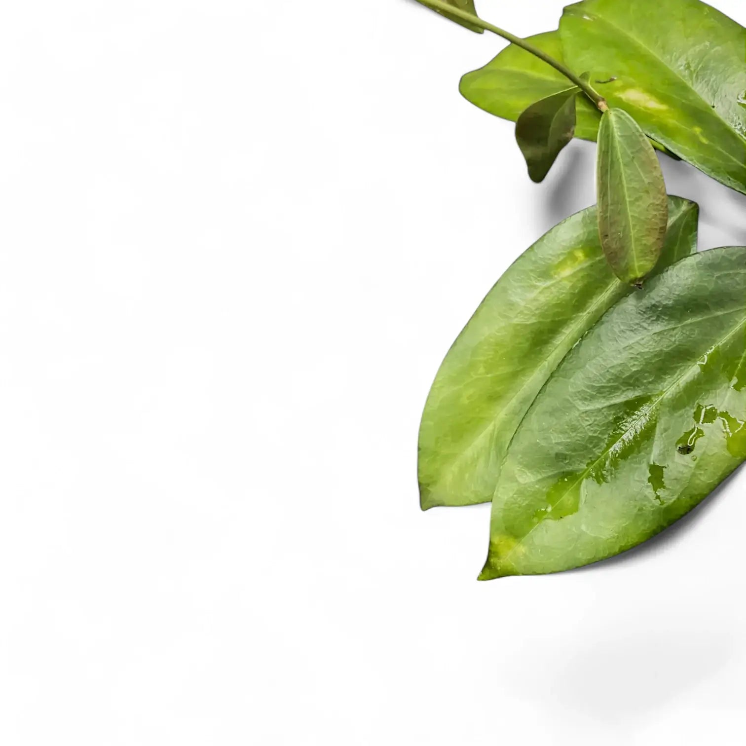 Hoya globulifera leaf close-up on white background.