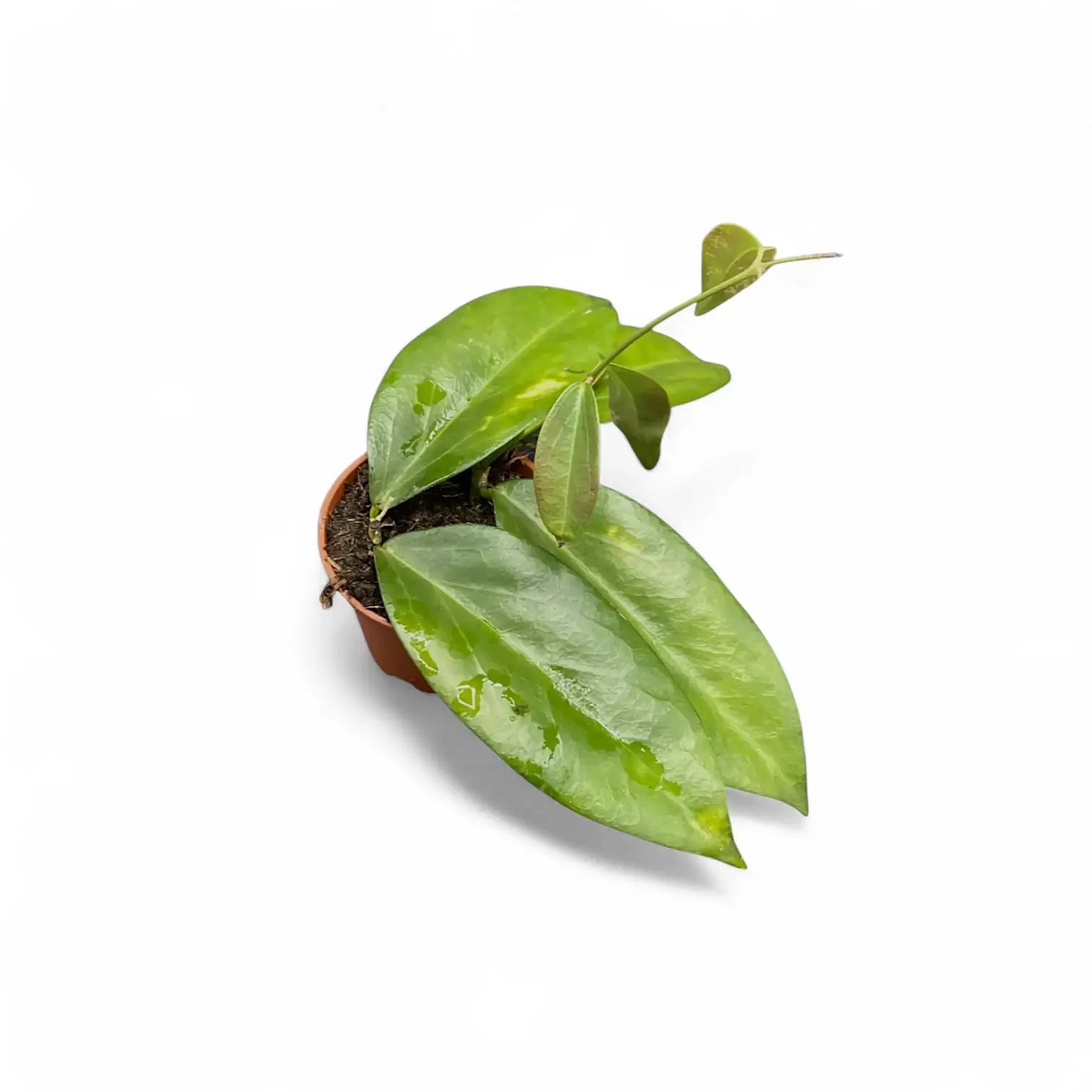Hoya globulifera potted plant in nursery pot on white background.