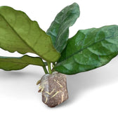 Hoya globulosa (villosa) potted plant in nursery pot on white background.