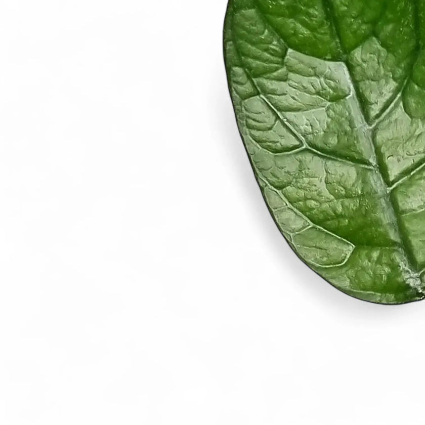 Hoya globulosa (villosa) Cao Bang leaf detail on white background.