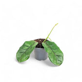 Hoya globulosa (villosa) Cao Bang Zimmerpflanze im Anzuchttopf vor weißem Hintergrund, Produktfoto 2.