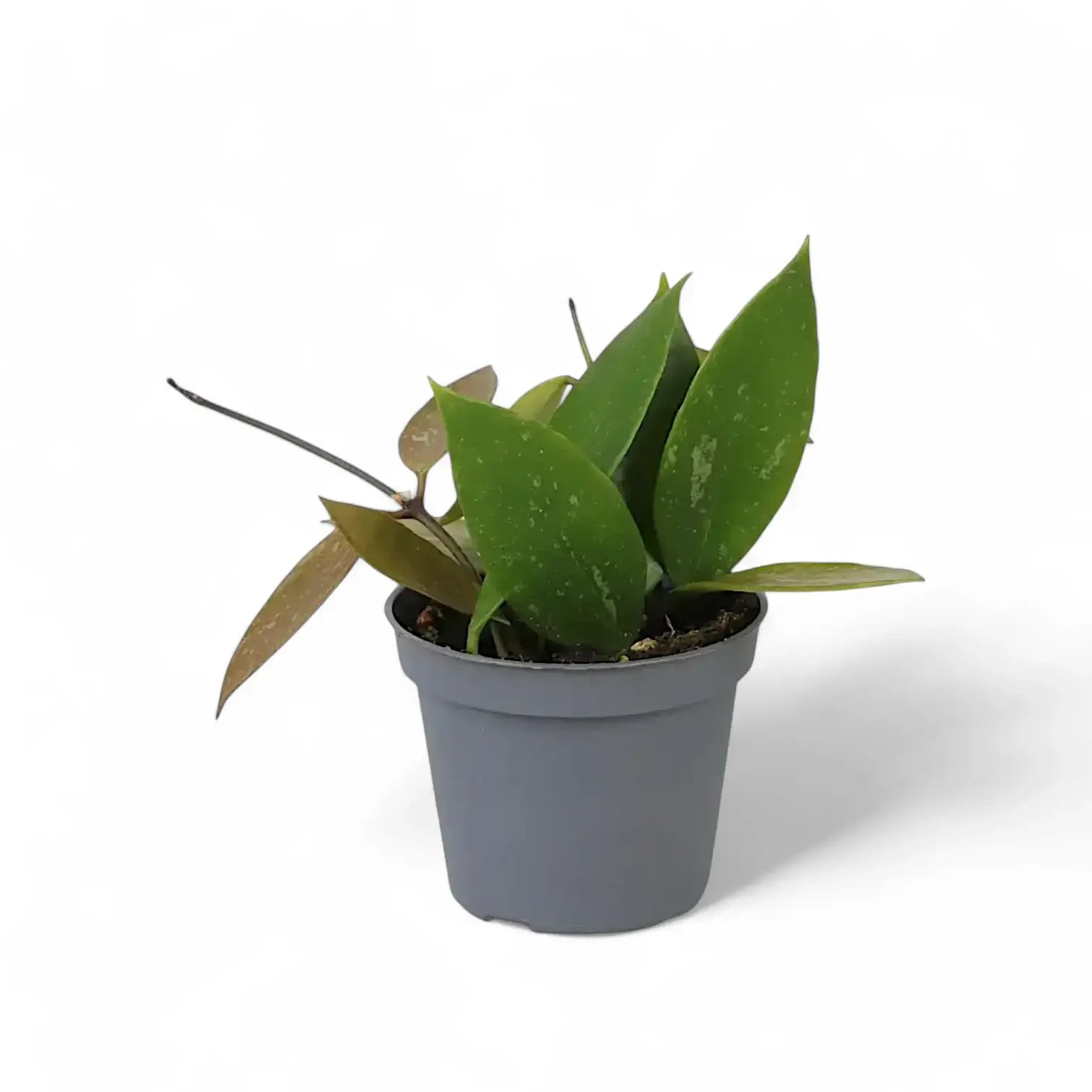 Hoya gracilis (Hoya memoria) potted plant in nursery pot on white background.