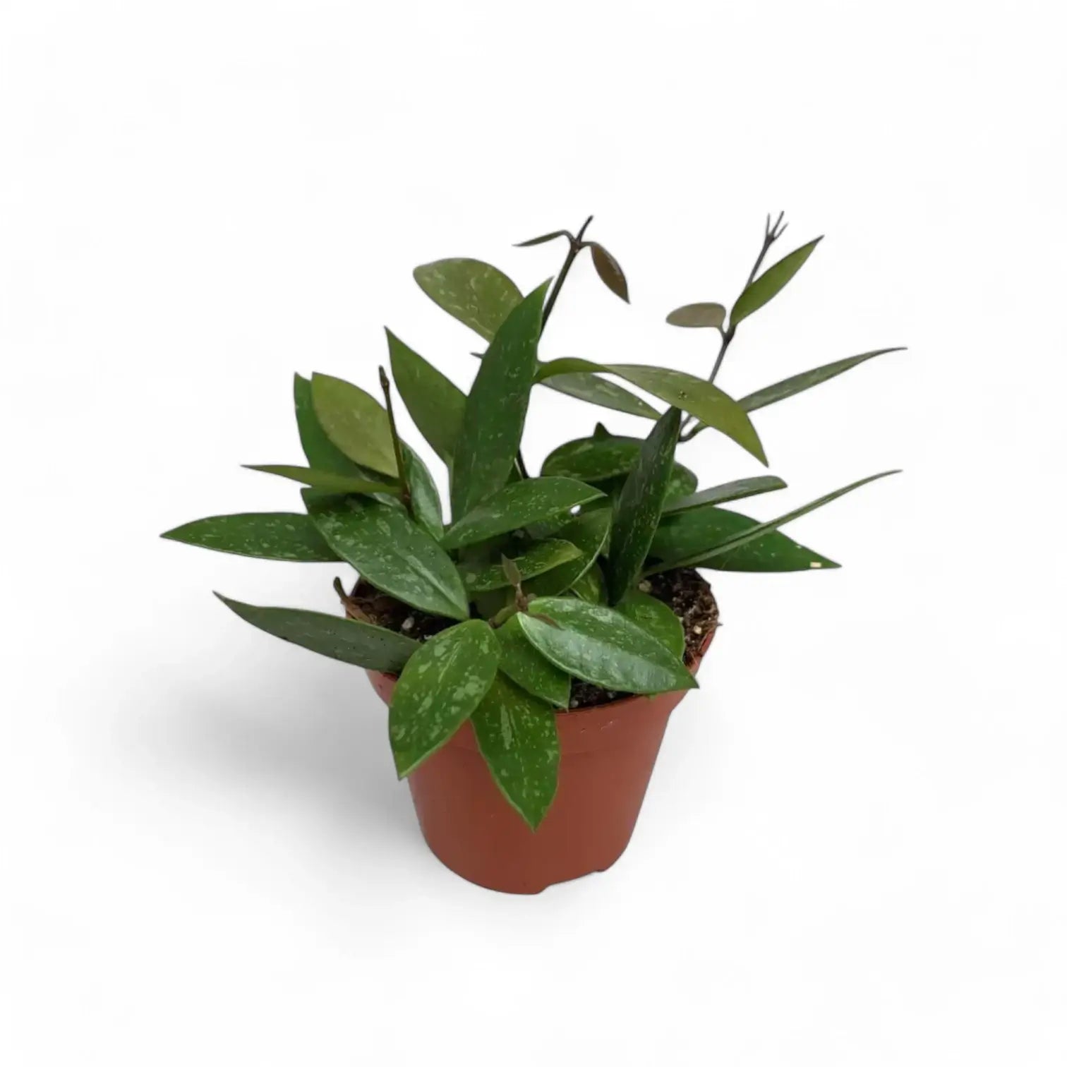 Hoya gracilis (Hoya memoria) potted plant in nursery pot on white background.