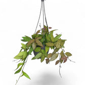 Hoya gracilis (Hoya memoria) – Topfpflanze im Kulturtopf vor weißem Hintergrund, Produktfoto 5.