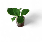Hoya heuschkeliana albomarginata Zimmerpflanze im Anzuchttopf vor weißem Hintergrund, Produktfoto 2.
