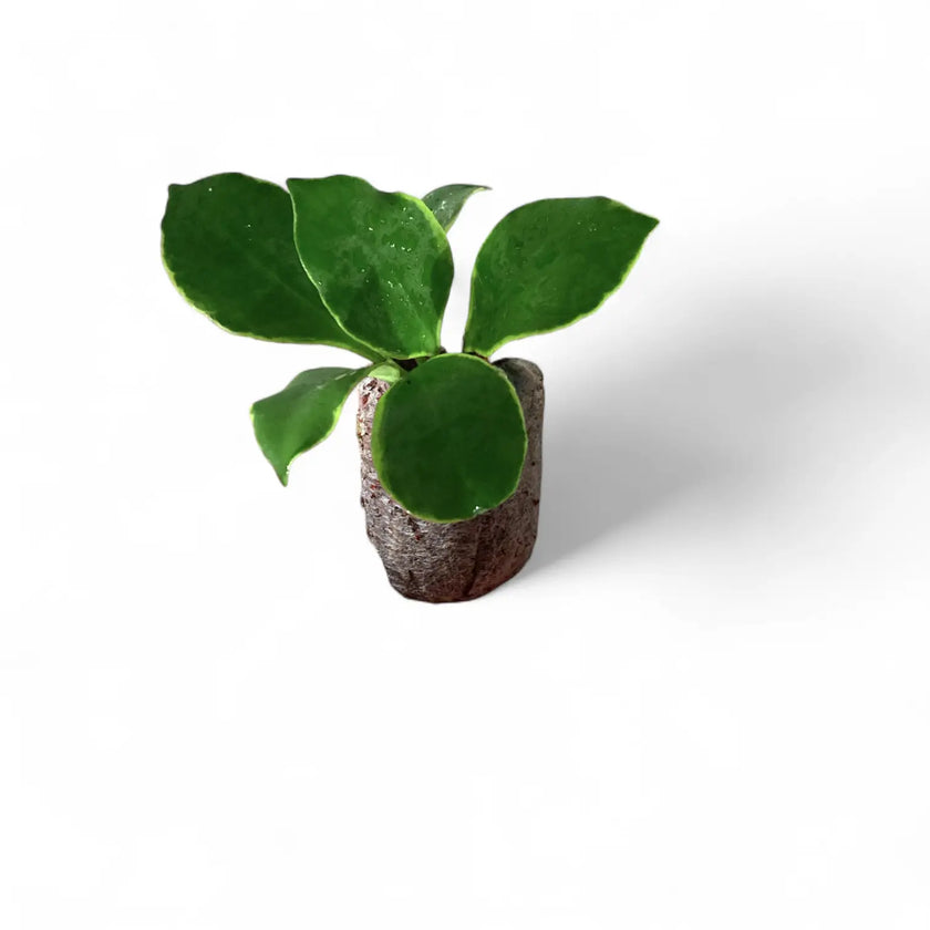 Hoya heuschkeliana albomarginata potted plant in nursery pot on white background.