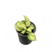 Hoya heuschkeliana variegata Zimmerpflanze im Anzuchttopf vor weißem Hintergrund, Produktfoto 2.