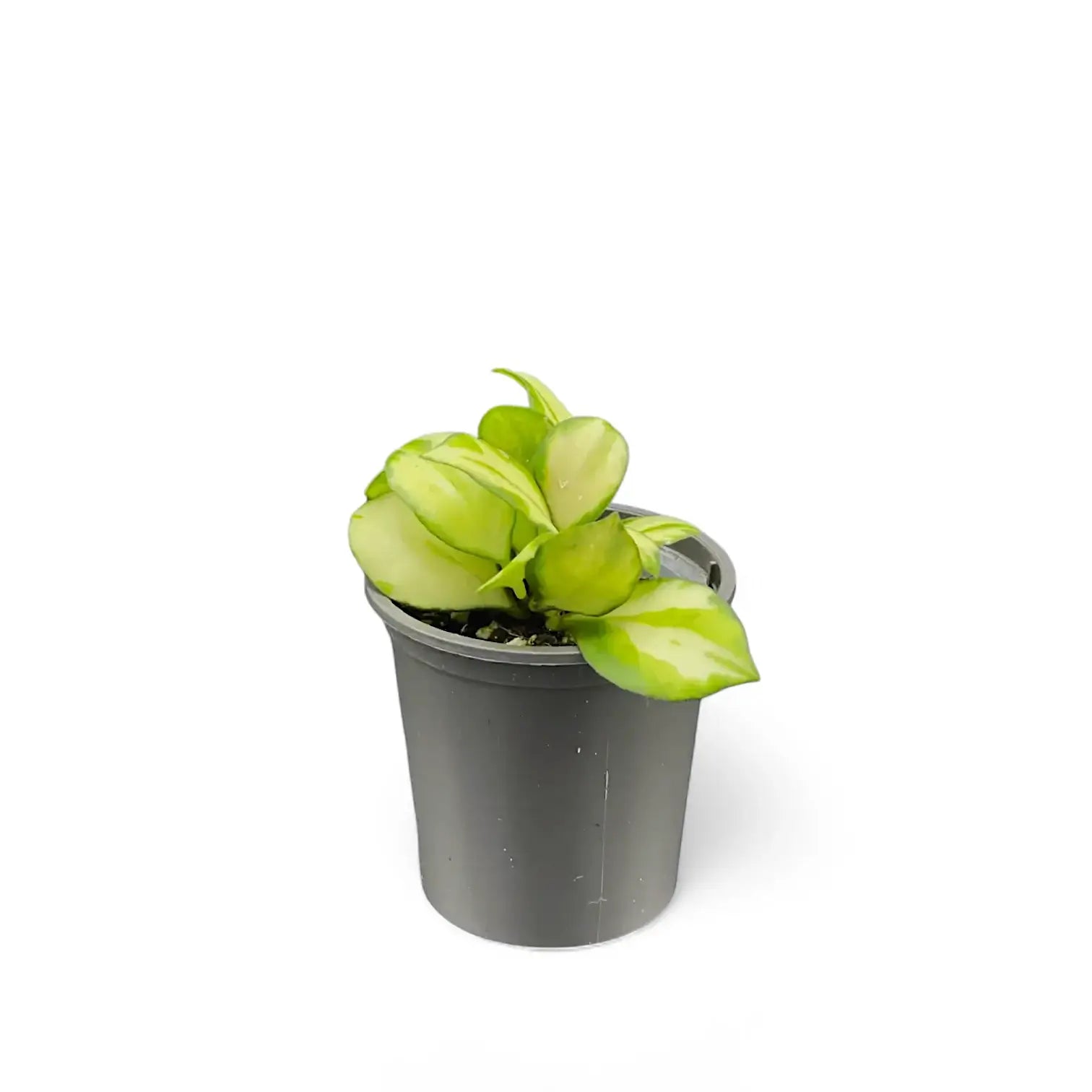Hoya heuschkeliana variegata potted plant in nursery pot on white background.