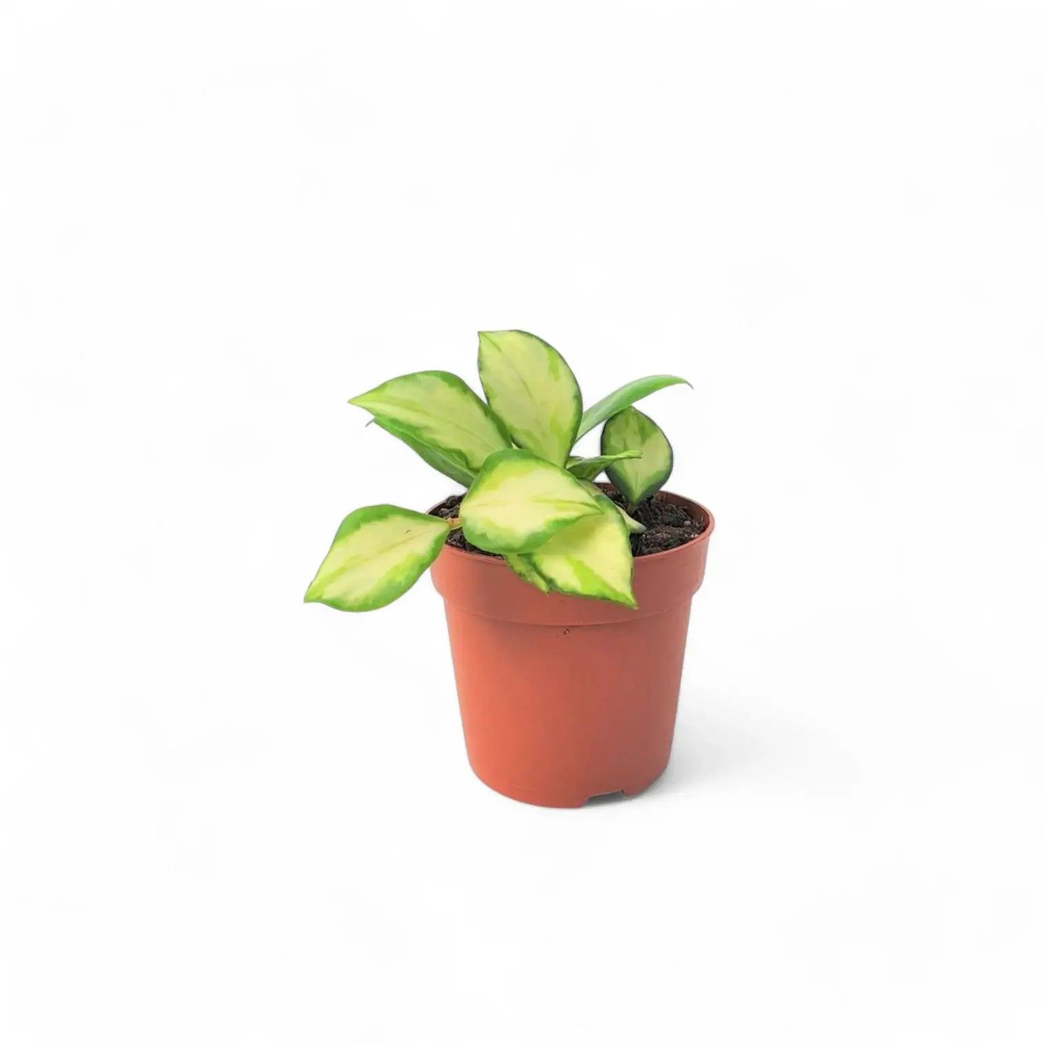 Hoya heuschkeliana variegata Zimmerpflanze im Anzuchttopf vor weißem Hintergrund, Produktfoto 7.