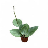 Hoya 'Icensis' (aka Patcharawalai, aka AH 023) potted plant in nursery pot on white background.