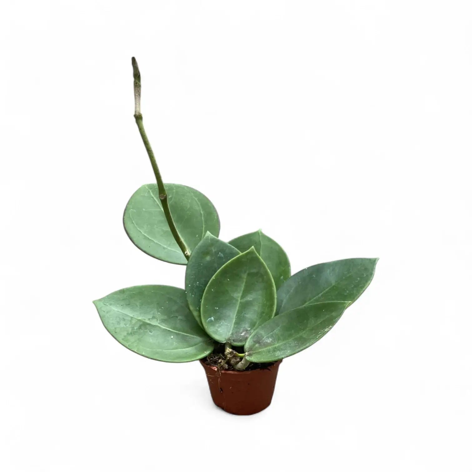 Hoya 'Icensis' (aka Patcharawalai, aka AH 023) potted plant in nursery pot on white background.