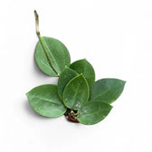 Hoya 'Icensis' (aka Patcharawalai, aka AH 023) potted plant in nursery pot on white background.