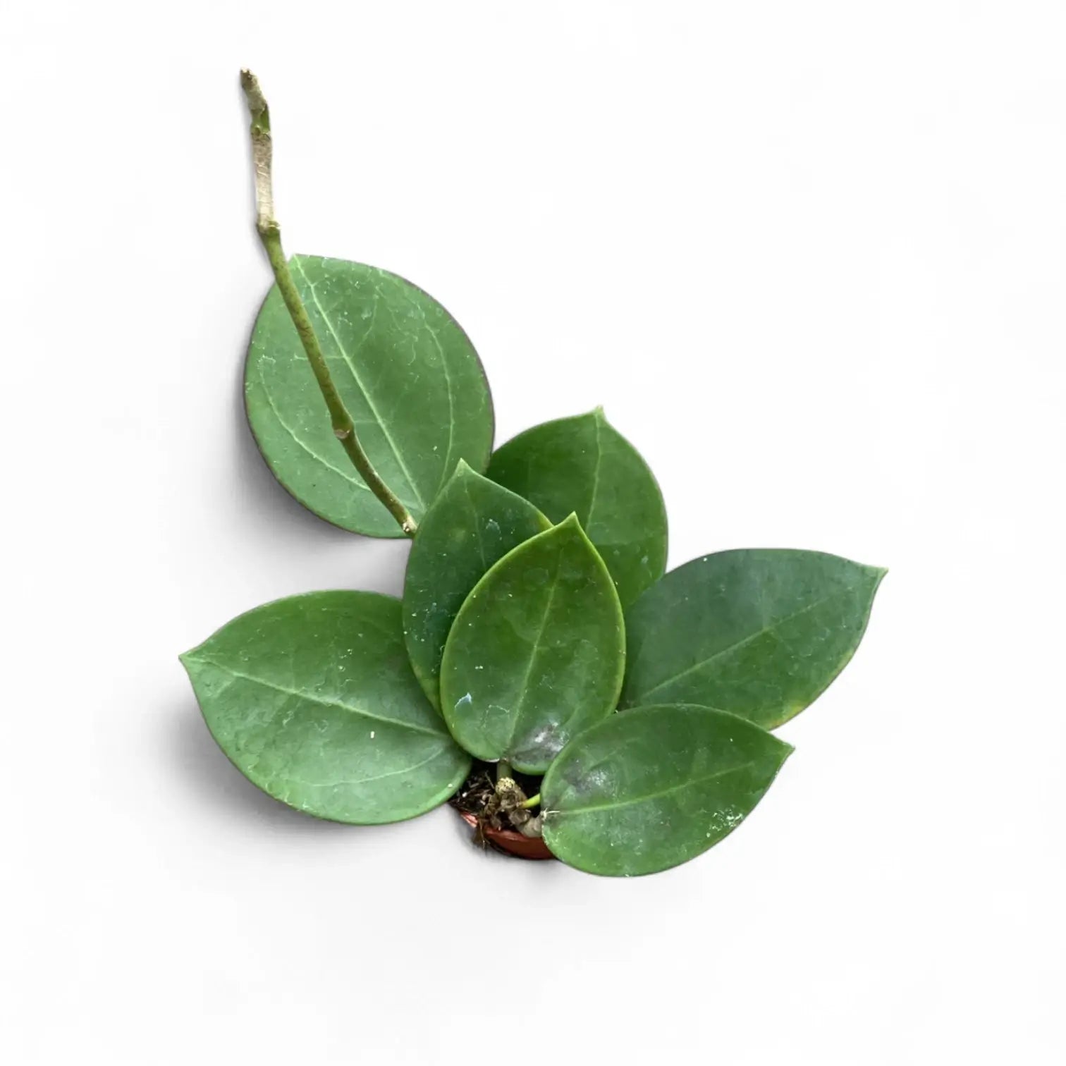 Hoya 'Icensis' (aka Patcharawalai, aka AH 023) potted plant in nursery pot on white background.