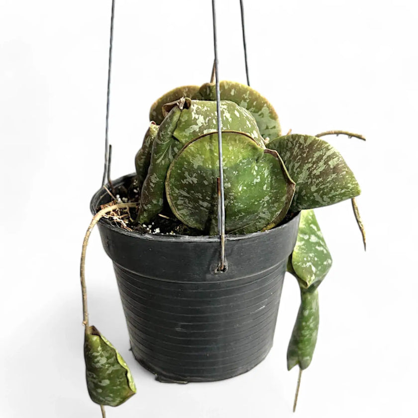 Hoya imbricata potted plant in nursery pot on white background.