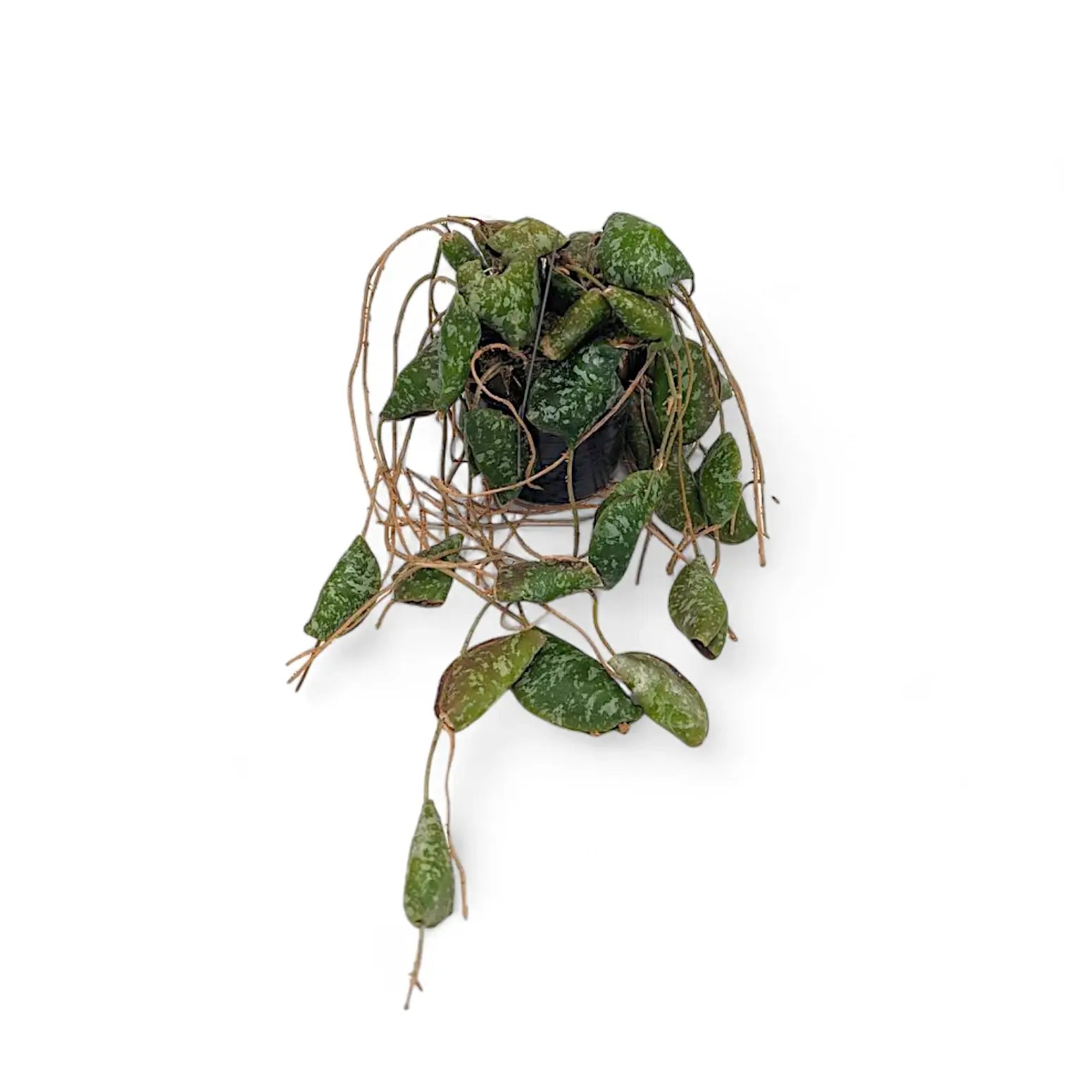 Hoya imbricata potted plant in nursery pot on white background.