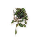 Hoya imbricata Zimmerpflanze im Anzuchttopf vor weißem Hintergrund, Produktfoto 3.