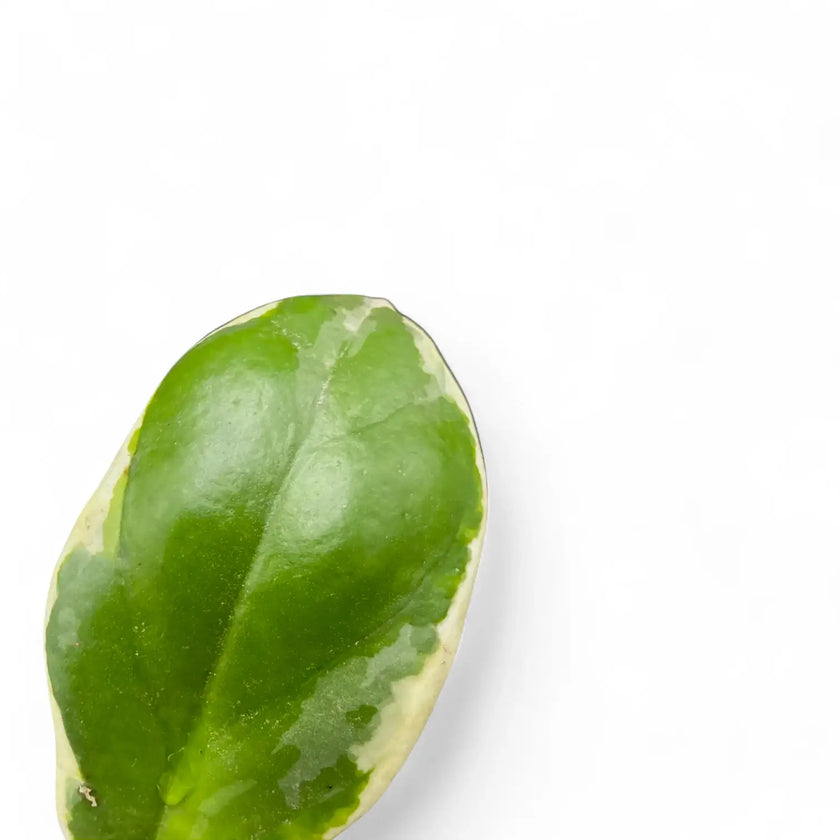 Hoya incrassata 'Eclipse' close-up of leaf on white background.