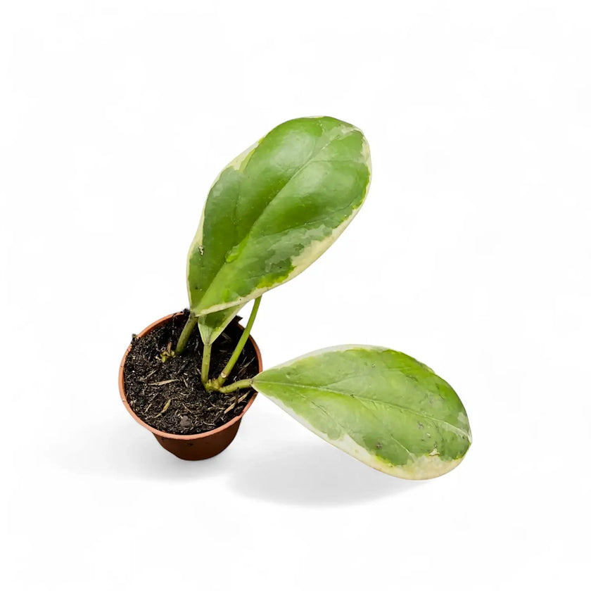 Hoya incrassata 'Eclipse' potted plant in nursery pot on white background.