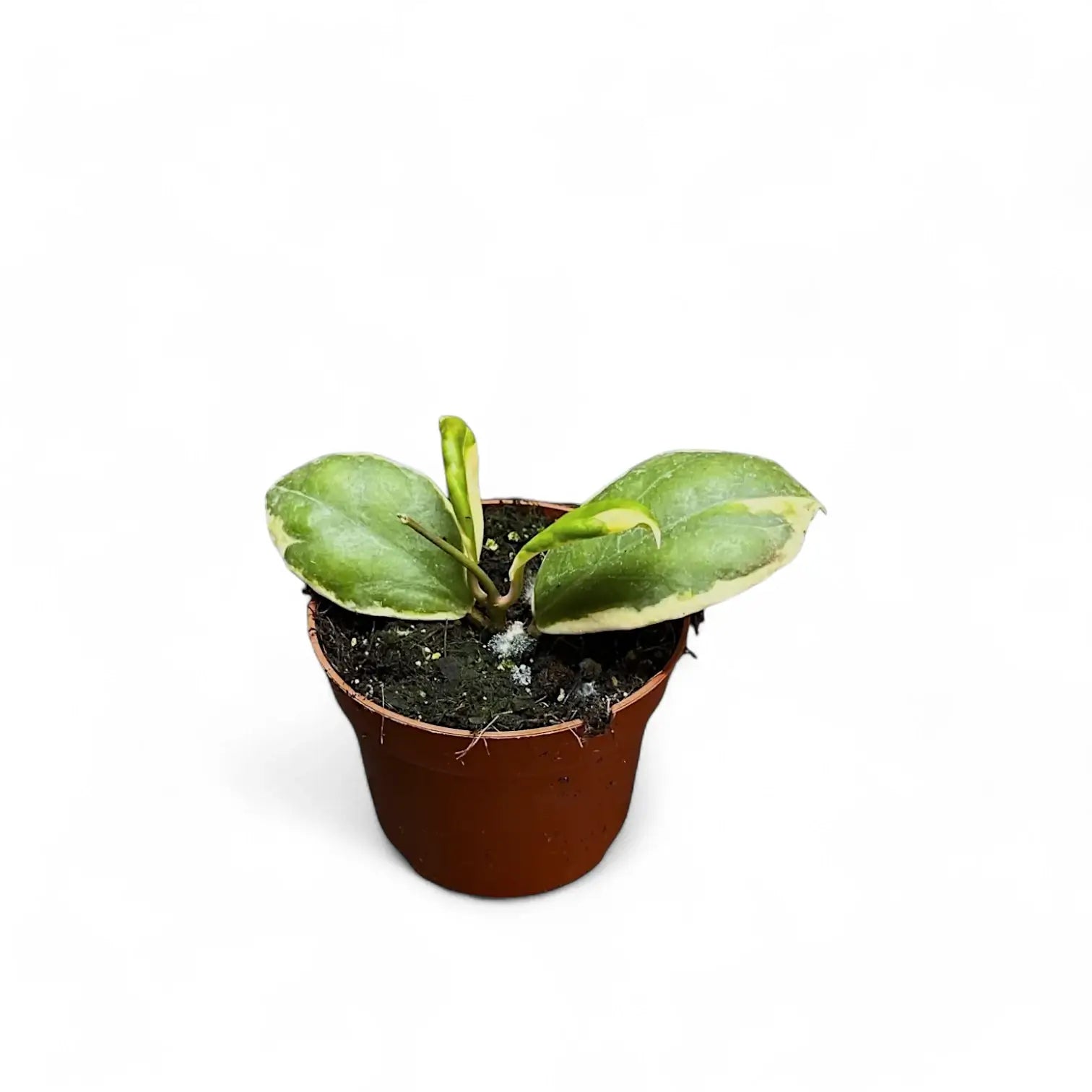 Hoya incrassata 'Eclipse' Zimmerpflanze im Anzuchttopf vor weißem Hintergrund, Produktfoto 5.