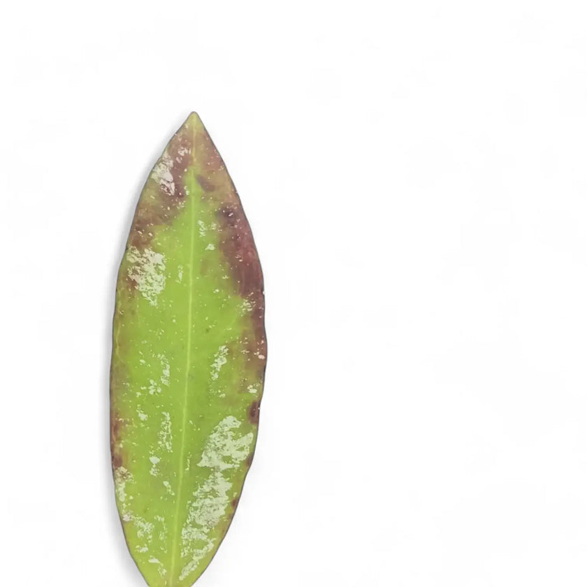 Hoya sp. Dahlia (Hoya kaikoeana) close-up of leaf on white background.