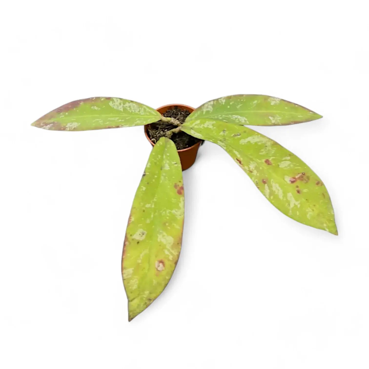 Hoya sp. Dahlia (Hoya kaikoeana) Zimmerpflanze im Anzuchttopf vor weißem Hintergrund, Produktfoto 3.