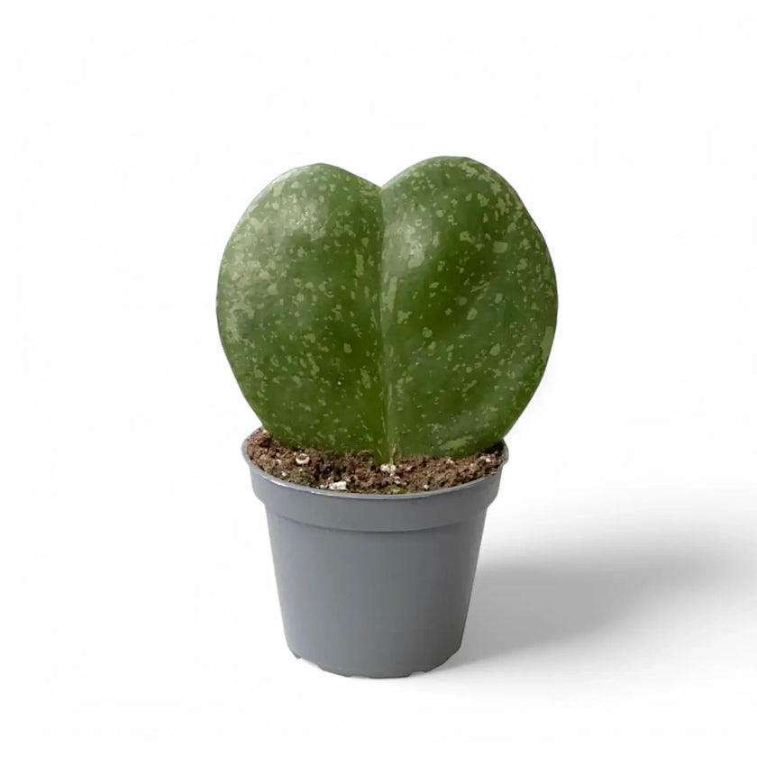 Hoya kerrii 'Splash' potted plant in nursery pot on white background.