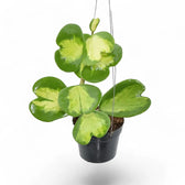 Hoya kerrii variegata – Topfpflanze im Kulturtopf vor weißem Hintergrund, Produktfoto 4.