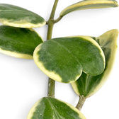 Close-up of a Hoya kerrii variegata heart-shaped leaf with creamy outer variegation