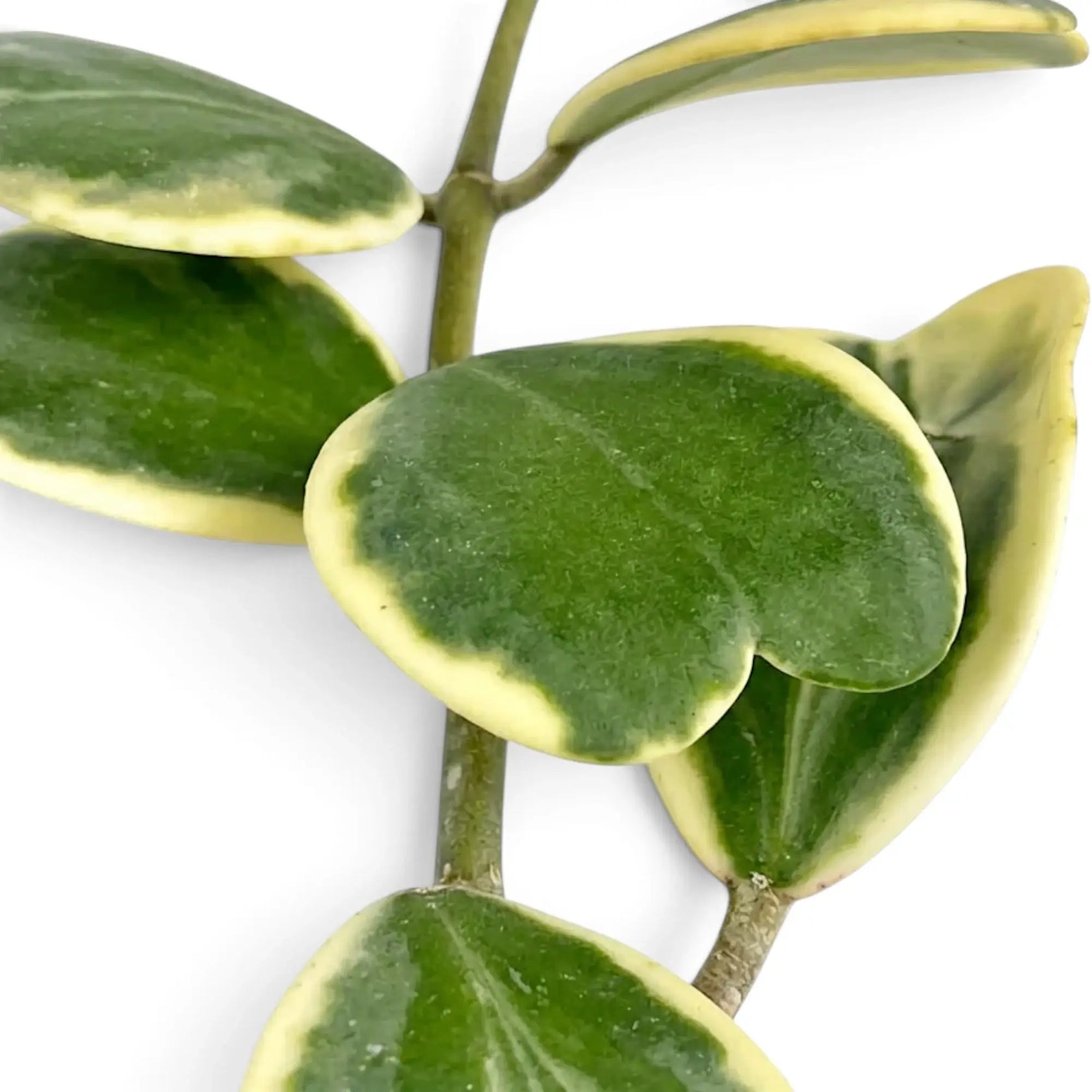 Close-up of a Hoya kerrii variegata heart-shaped leaf with creamy outer variegation