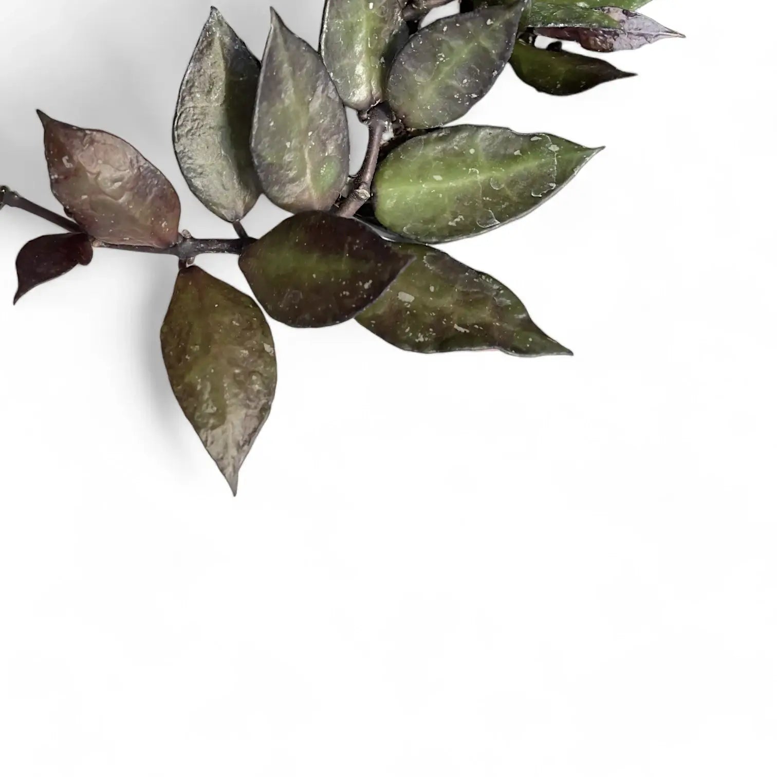 Nahaufnahme eines Blatts von Hoya krohniana 'Black Leaves' vor weißem Hintergrund.