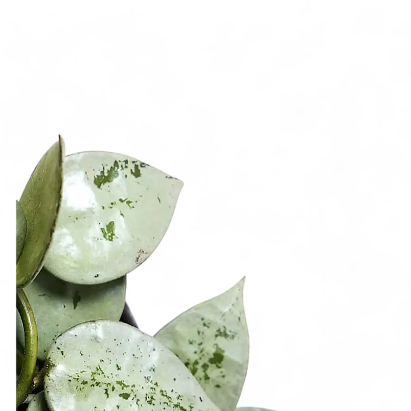 Hoya krohniana 'Super Silver' – Blattdetail vor weißem Hintergrund..