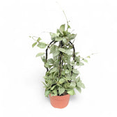Hoya krohniana 'Super Silver' potted plant in nursery pot on white background.