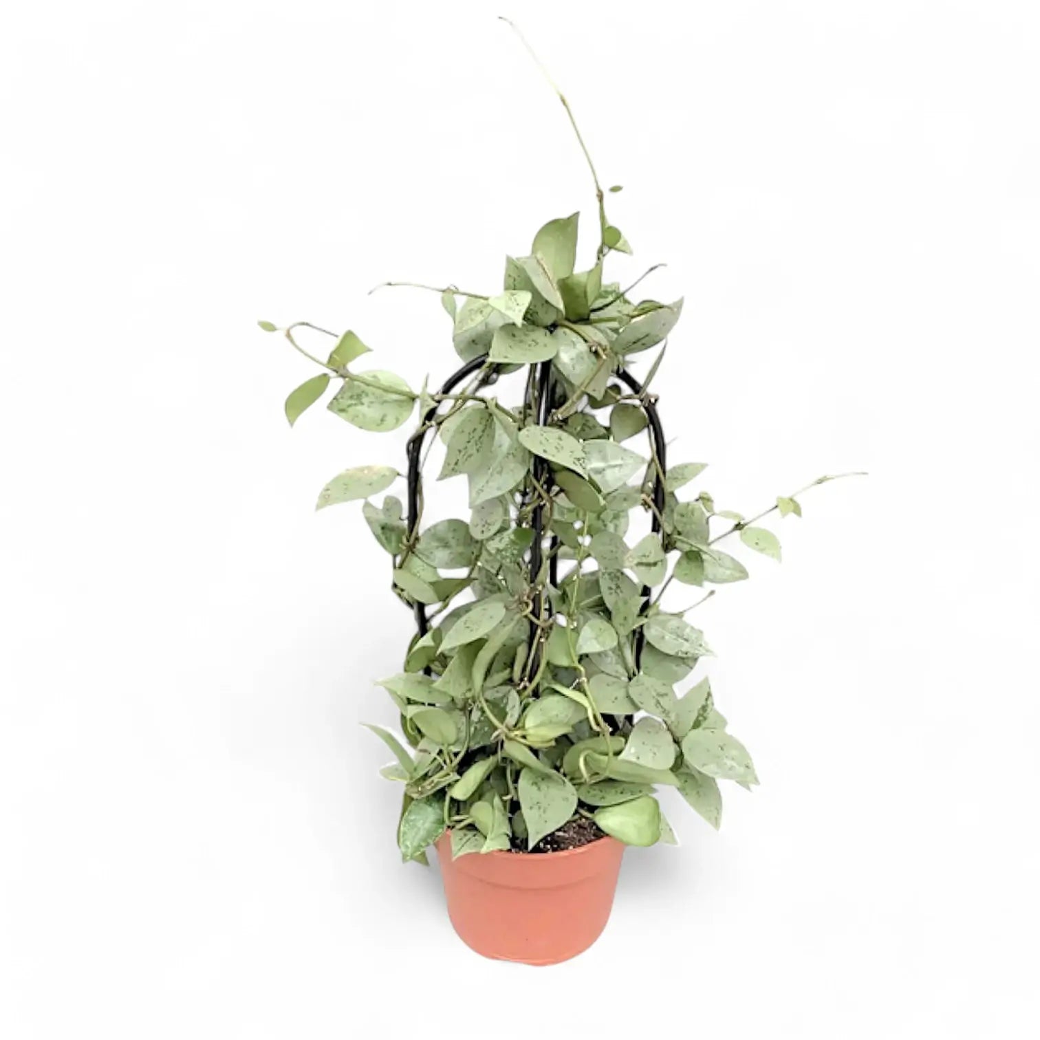 Hoya krohniana 'Super Silver' potted plant in nursery pot on white background.