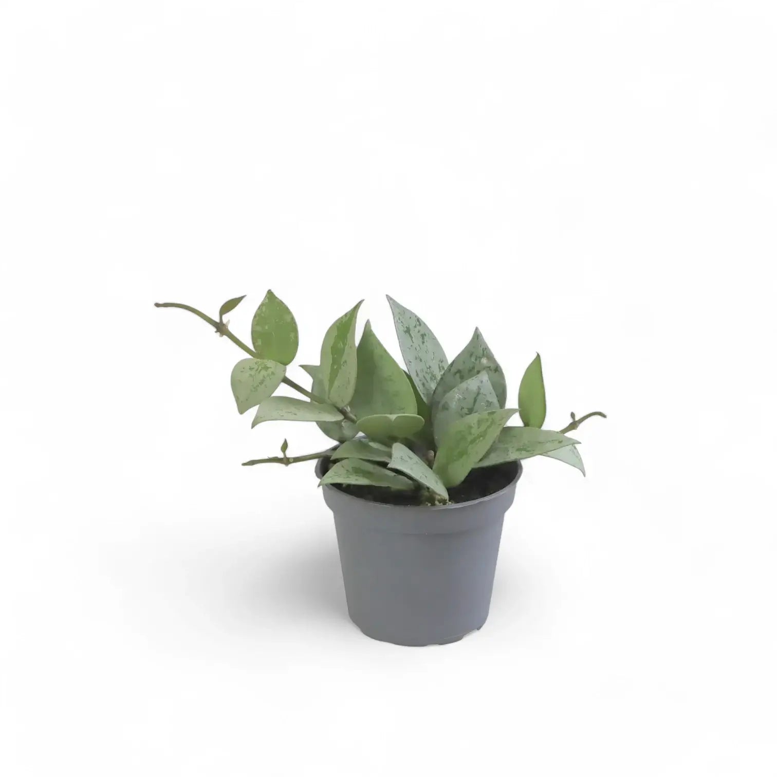 Hoya krohniana 'Super Silver' potted plant in nursery pot on white background.