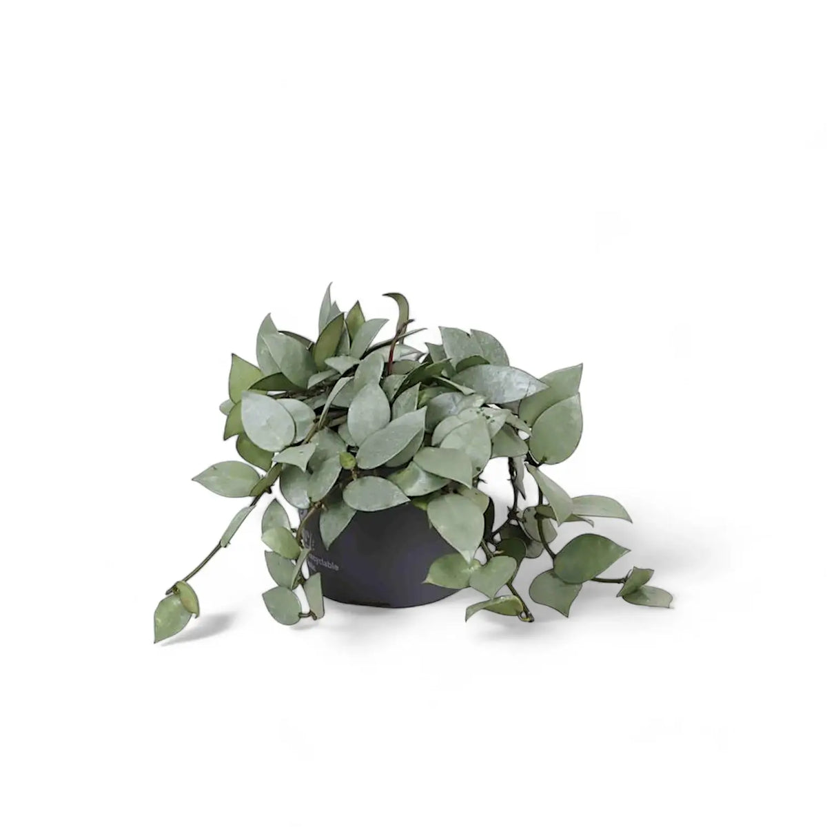 Hoya krohniana 'Super Silver' potted plant in nursery pot on white background.