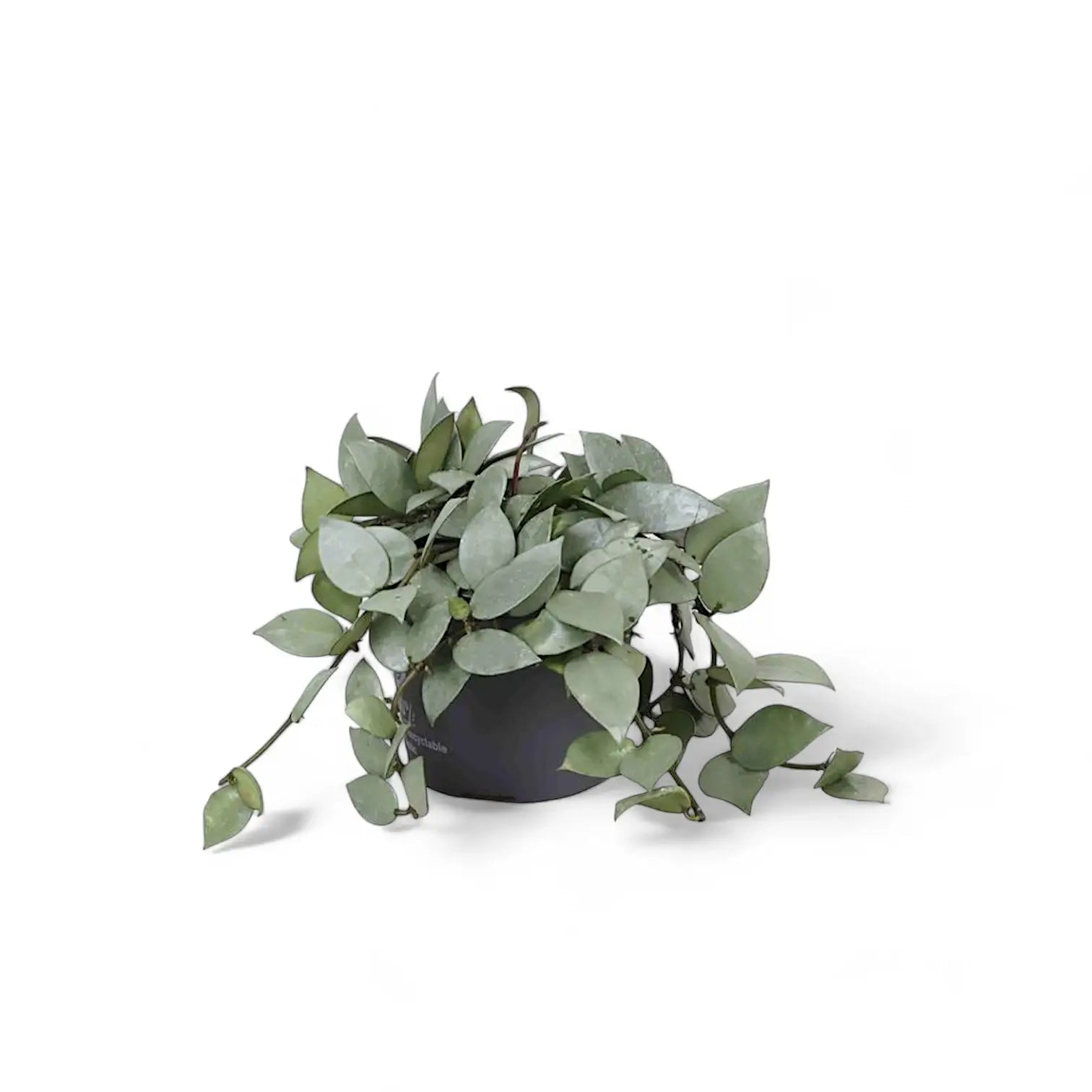 Hoya krohniana 'Super Silver' potted plant in nursery pot on white background.