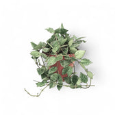 Hoya krohniana 'Super Silver' potted plant in nursery pot on white background.