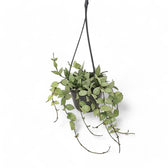 Hoya krohniana 'Super Silver' potted plant in nursery pot on white background.