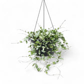 Hoya krohniana 'Super Silver' potted plant in nursery pot on white background.