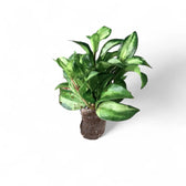 Hoya lacunosa ‘Bruno Tricolor’ potted plant in nursery pot on white background.