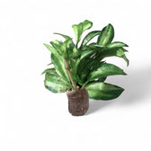 Hoya lacunosa ‘Bruno Tricolor’ potted plant in nursery pot on white background.