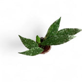 Hoya lacunosa 'Laos' potted plant in nursery pot on white background.